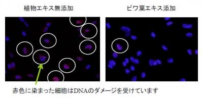コーセー